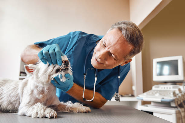 Best 24-Hour Emergency Dental Care in Splendora, TX